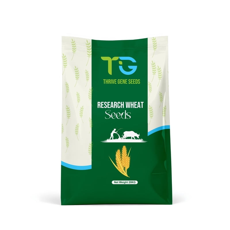 Wheat Seeds TG-Sartaj