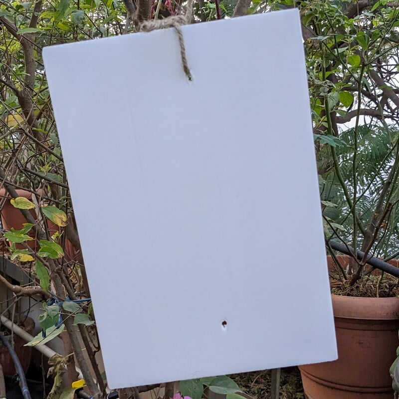 White Sticky Trap for Insects A4 size (210*297)