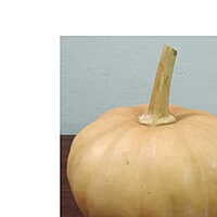 10 seeds Pumpkin (Gummadikaya) కూర గుమ్మడి కాయ KUMBALAKAI