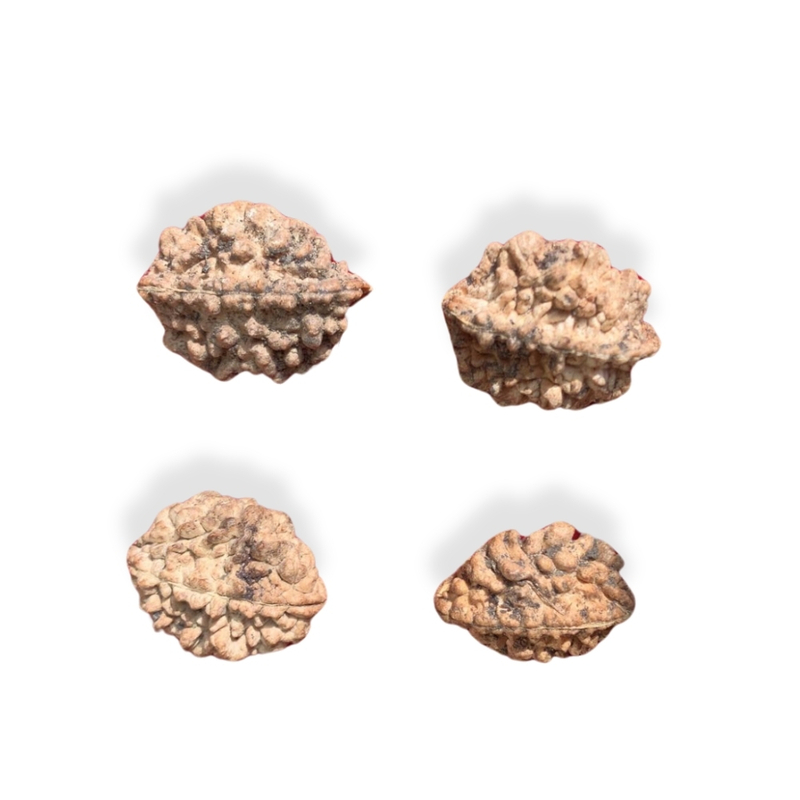 2 Mukhi Rudraksha Nepali