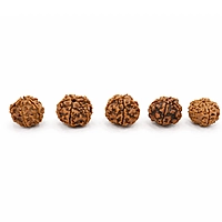 5 Mukhi Rudraksha Bead – Natural Sacred Rudraksha for Spiritual & Daily Wear