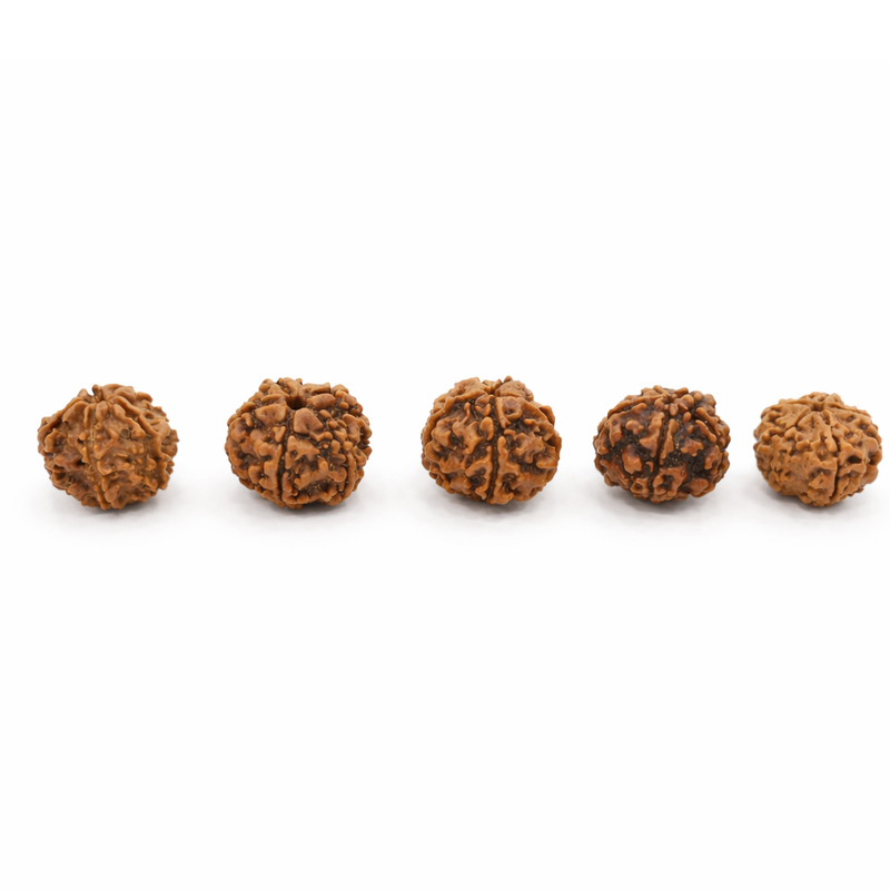 5 Mukhi Rudraksha Bead – Natural Sacred Rudraksha for Spiritual & Daily Wear