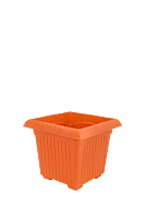 Planter Basant 10