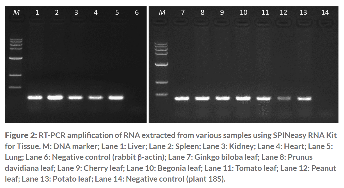 SPINeasy® RNA Kit for Tissue (Without Lysing Matrix) 50preps MP