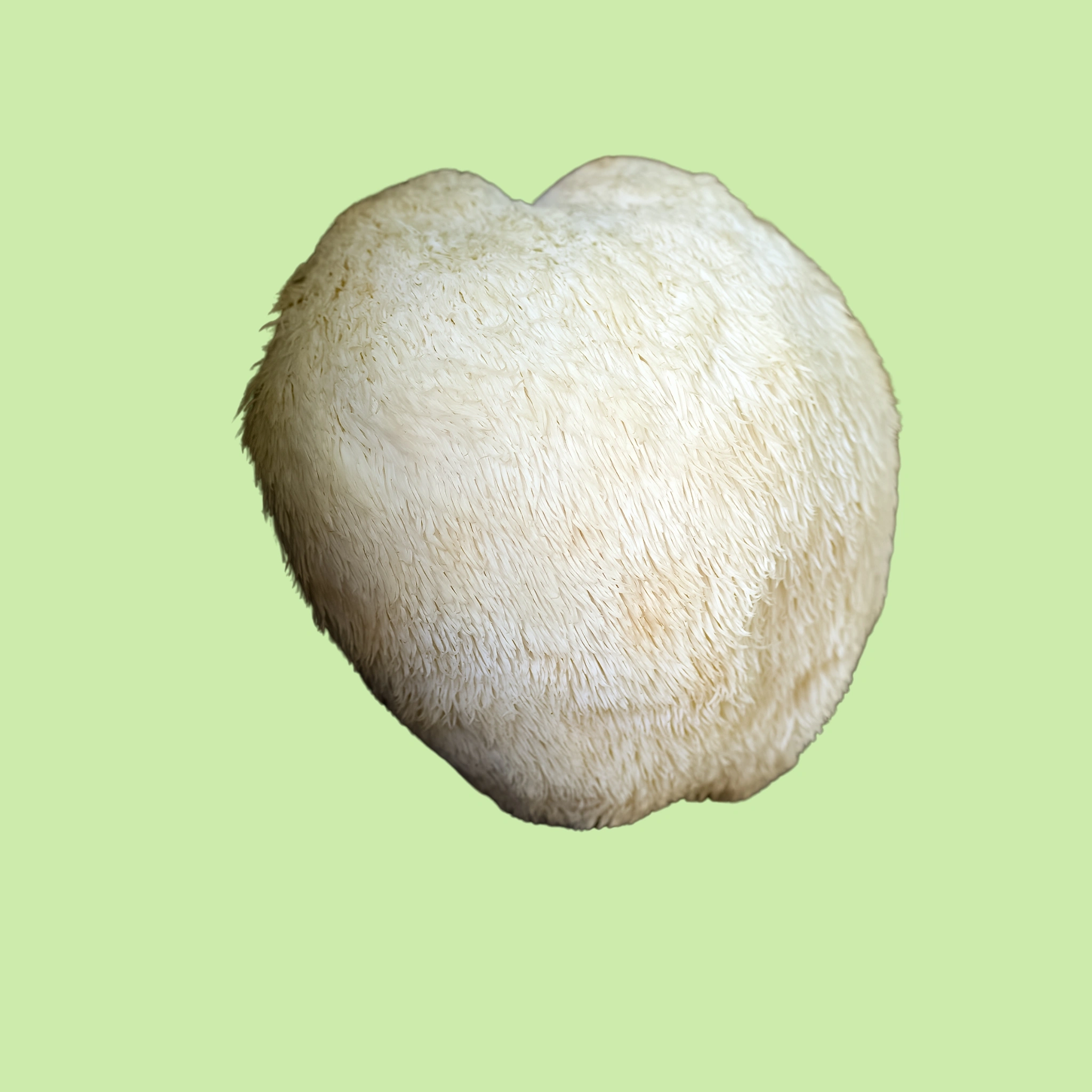 Mushrooms Lionsmane - 200g