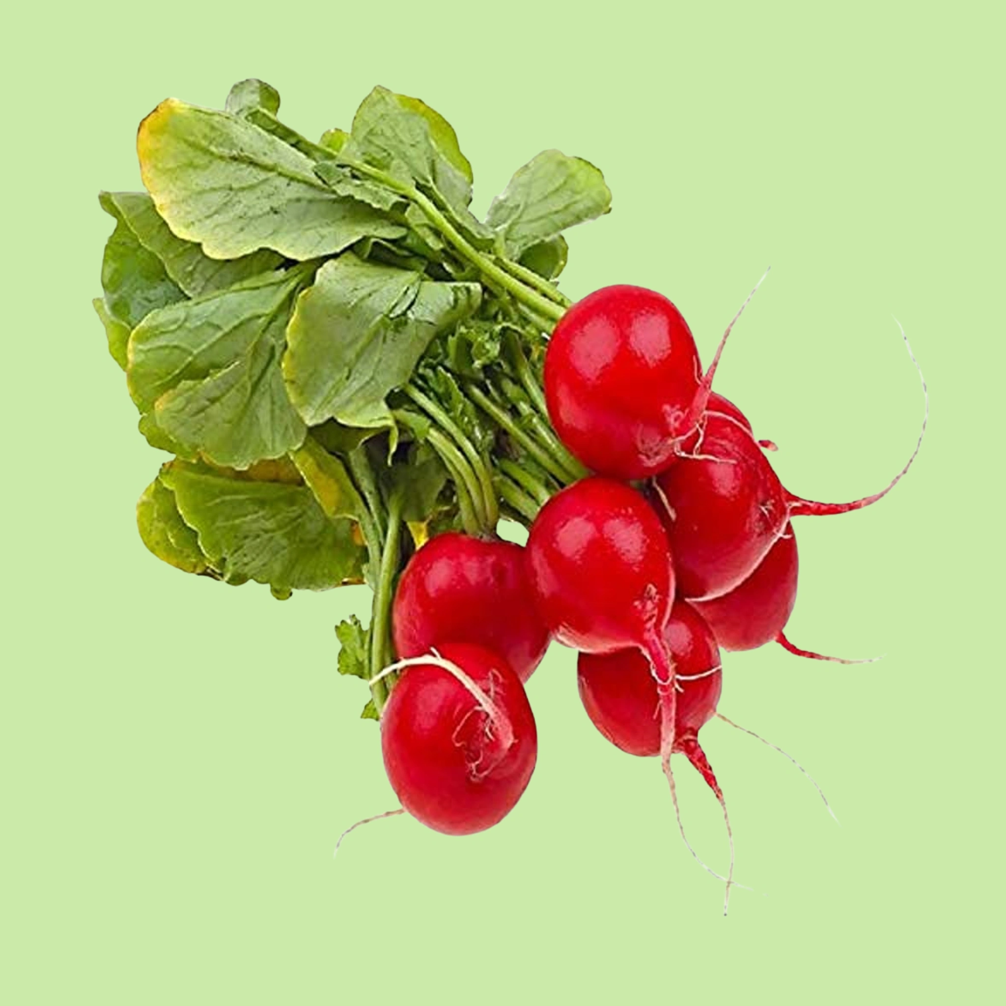 Table Radish - 100g