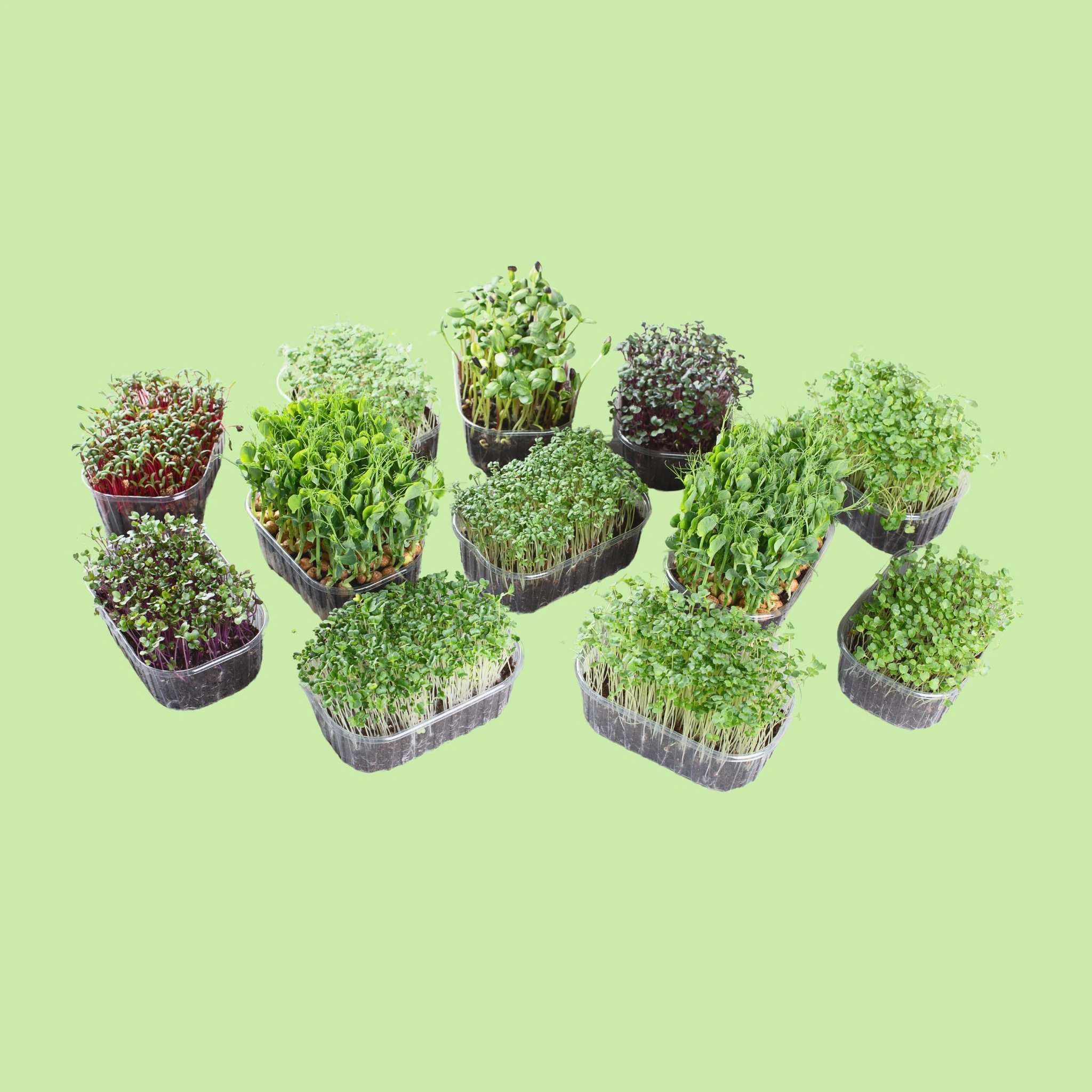 Microgreens - Mixed -50g
