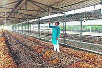 Organic Waste Composting & Vermicomposting Service