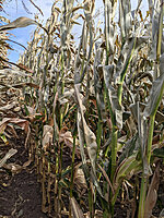 Temperature-Based Crop Insurance