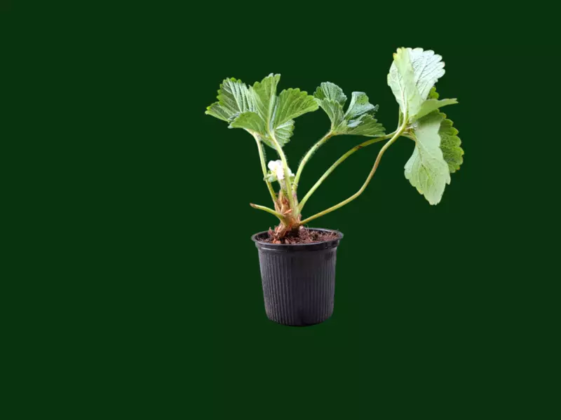 Mature Straw Berry Plant Ready to Fruting in coco glass