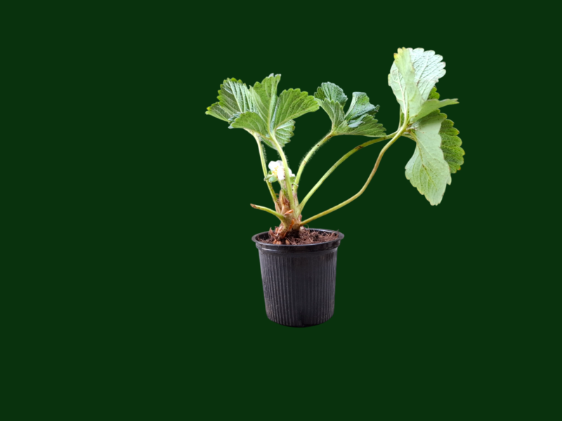 Mature Straw Berry Plant Ready to Fruting in coco glass