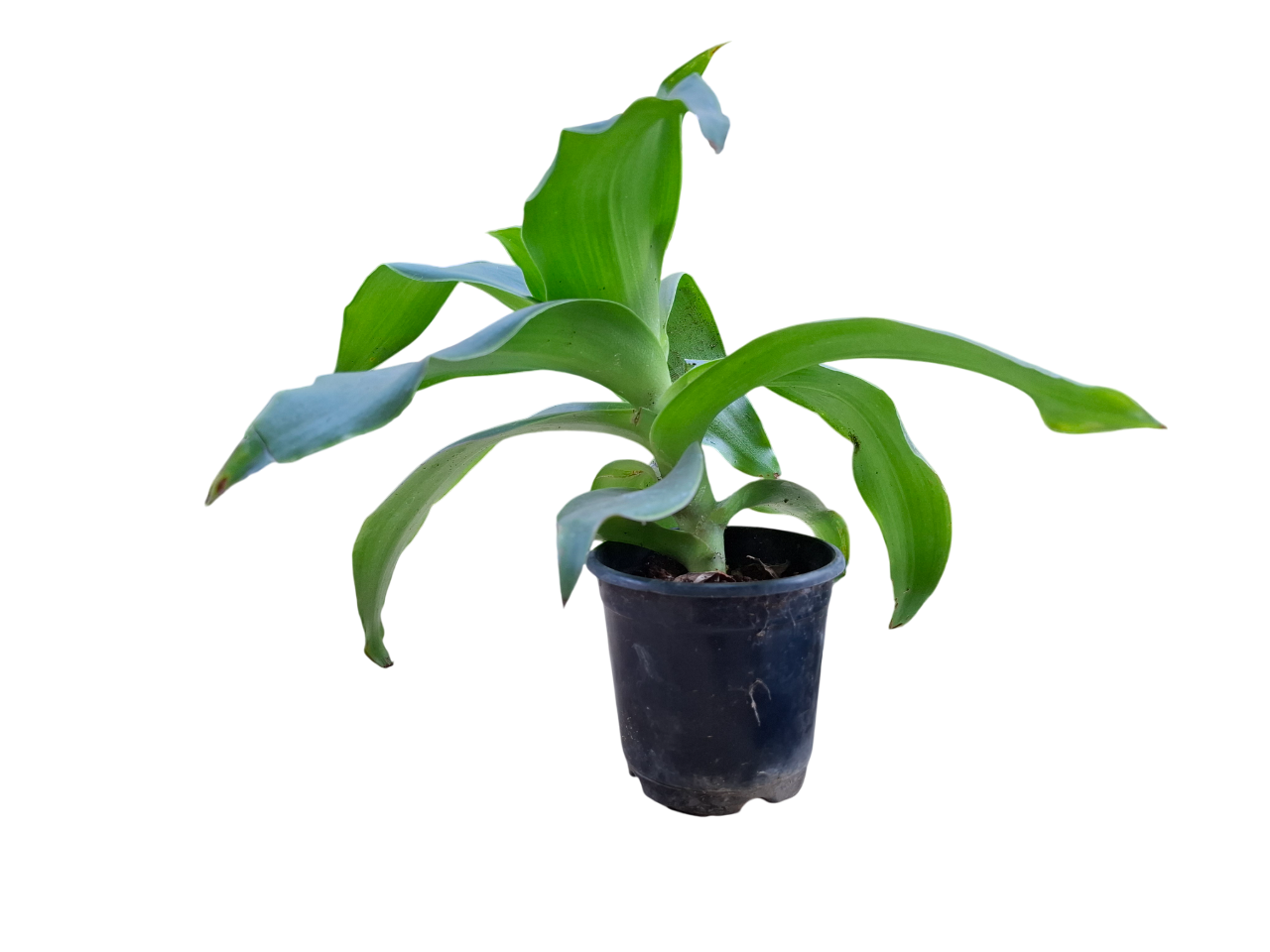 CALLISIA FRAGRANS, Basket Plant, Chain Plant
