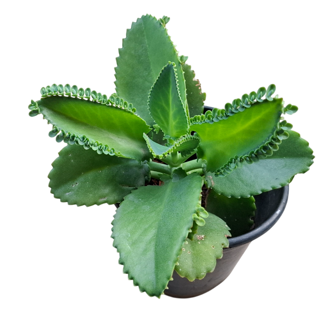 Mother of Thousands Live Plant