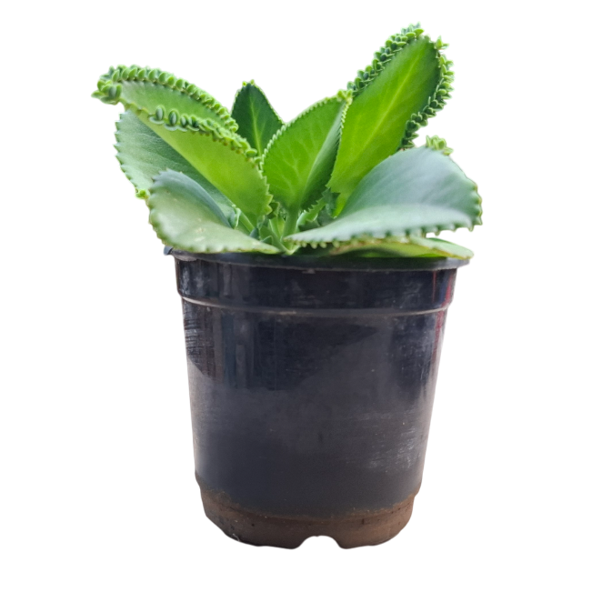 Mother of Thousands Live Plant