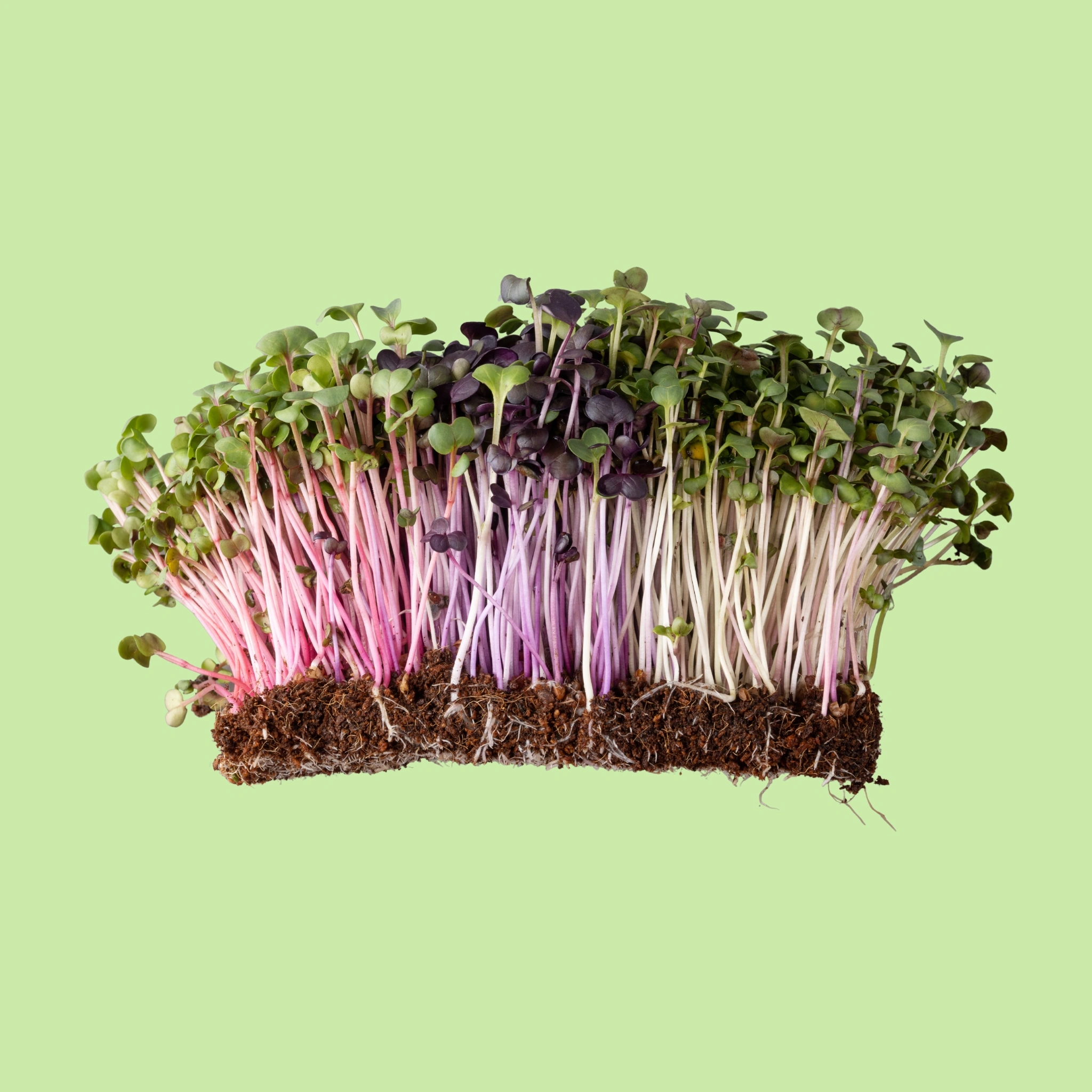 Microgreens - Radish - 50g