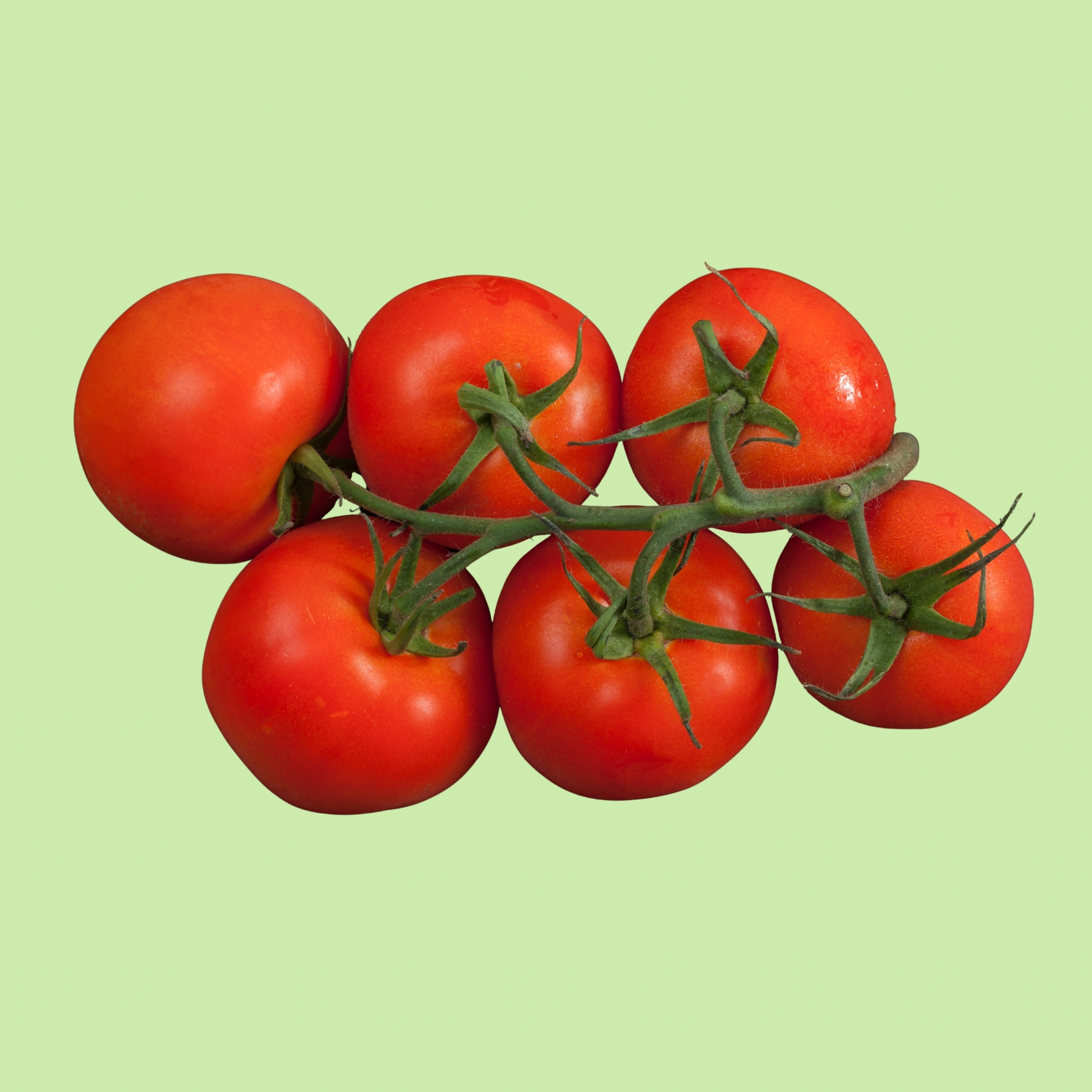 Tomato Hybrid. -  500g