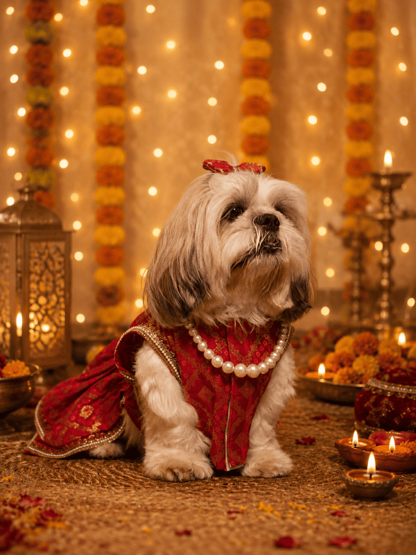 Gulnaar Pet Lehenga Choli