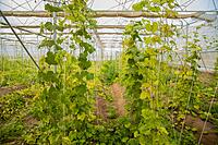 Polyhouse & Protected Cultivation Subsidy Support