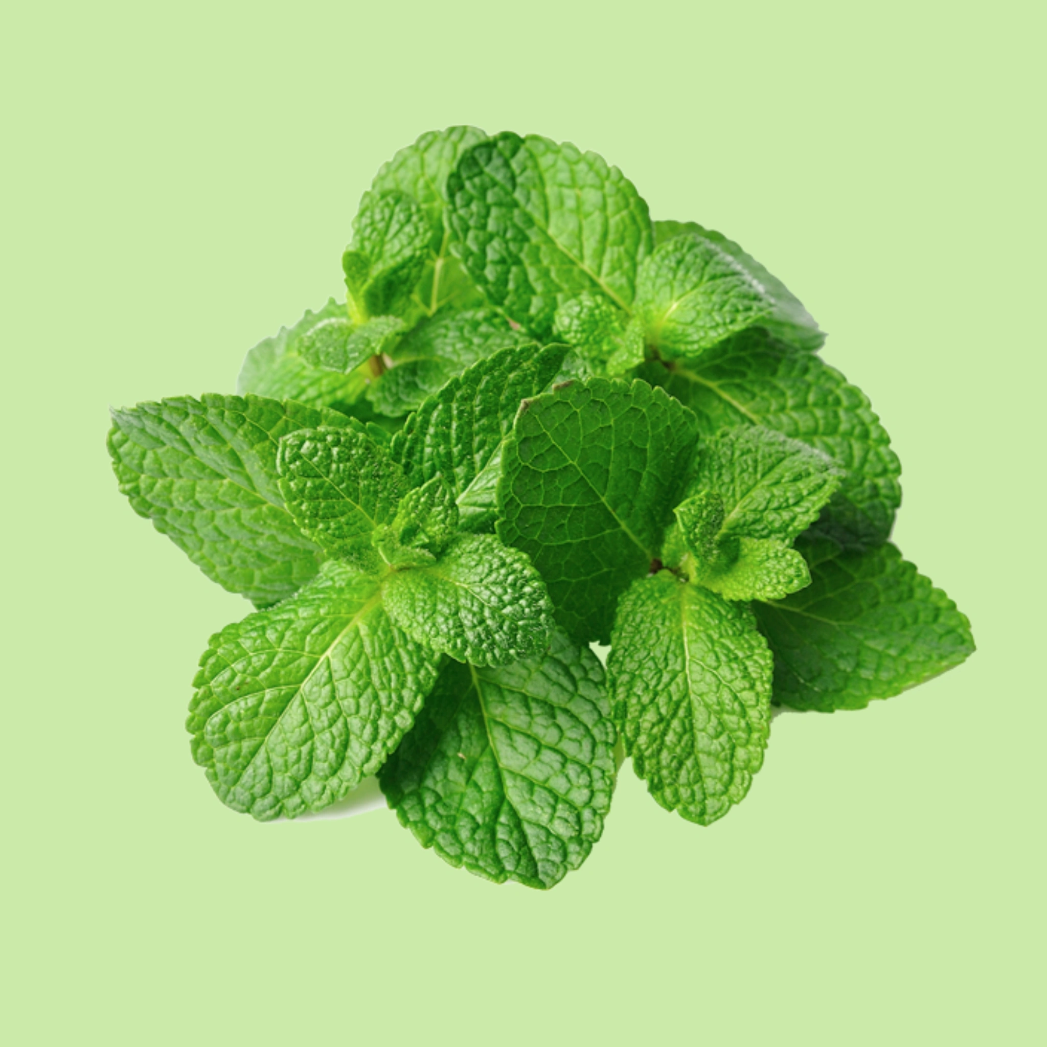 Mint/Pudina - 100g