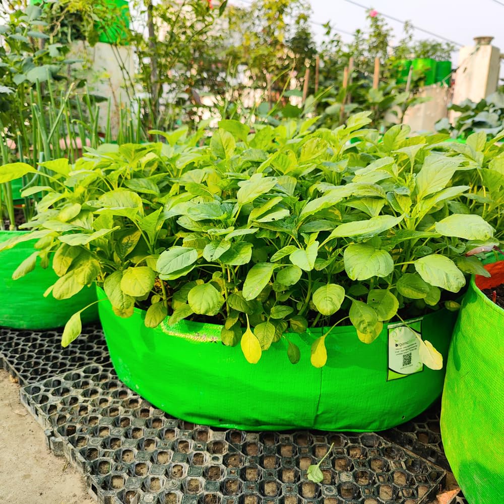 Leafy Vegetables (Spinach) Grow bags