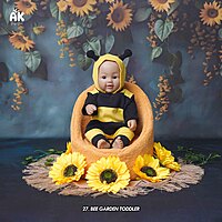 Studio Package (50 Themes)