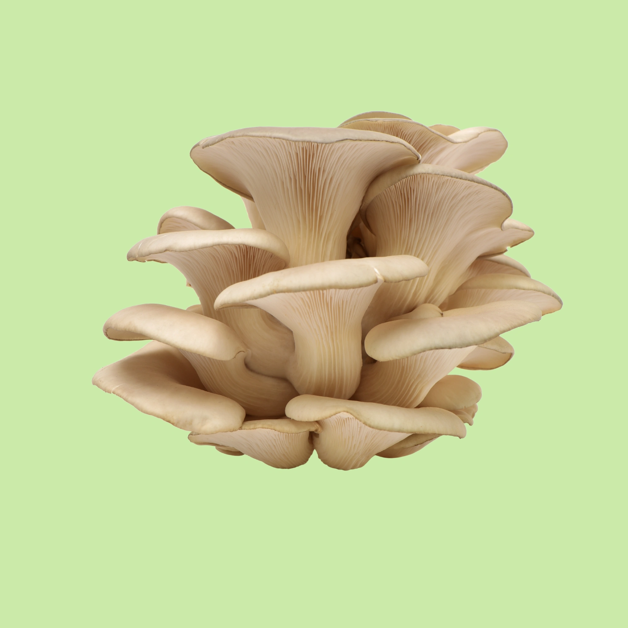 Mushrooms Elm Oyster - 200g