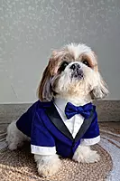 Royal Blue Shimmer Tuxedo