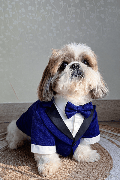 Royal Blue Shimmer Tuxedo