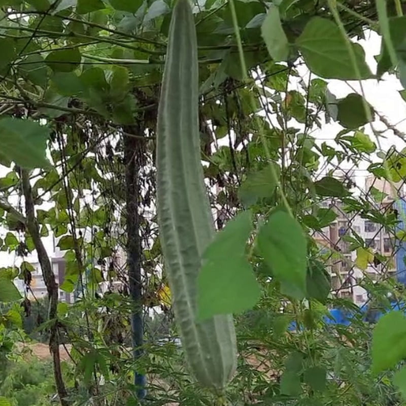 Ridge Gourd బీరకాయ Turai 6 to 8 seeds &sidling