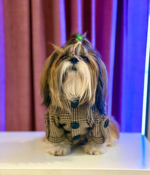 Brown Checkered Winter Coat