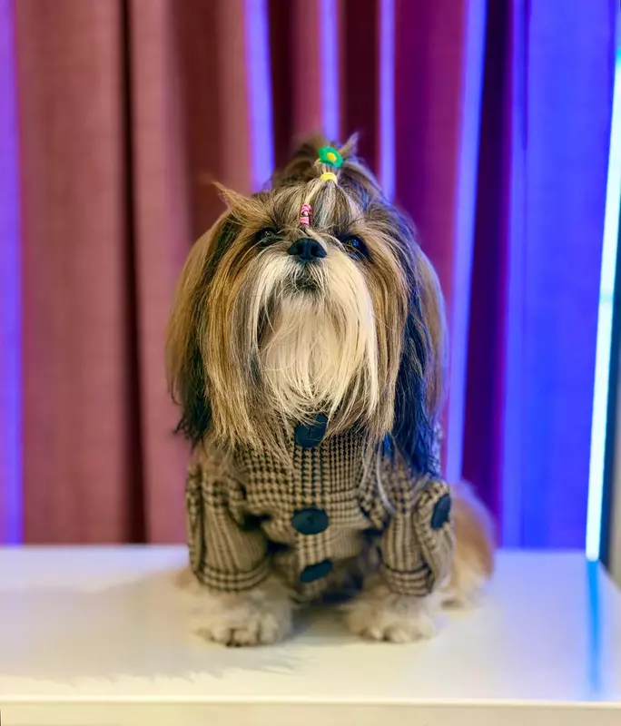 Brown Checkered Winter Coat