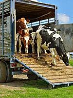 Livestock Evacuation & Transport Support
