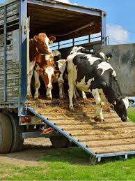 Livestock Evacuation & Transport Support
