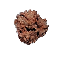 3 Mukhi Rudraksha Nepali