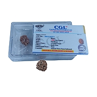 3 Mukhi Rudraksha Nepali