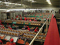 Packhouse Cleaning & Sanitation