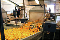 Post-Harvest Handling Area Hygienic Deep Cleaning