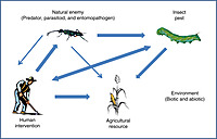 Integrated Pest Management (IPM) Service