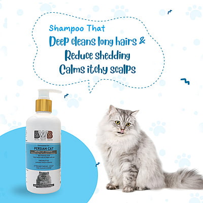 BWB PERSIAN CATS BWB PERSIAN CATS