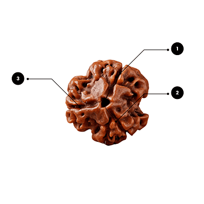 3 Mukhi Rudraksha – Natural & Certified