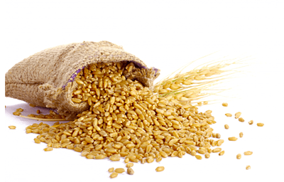 Sortex Clean Premium Quality Wheat (50kg Packaging) Sortex Clean Premium Quality Wheat (50kg Packaging)