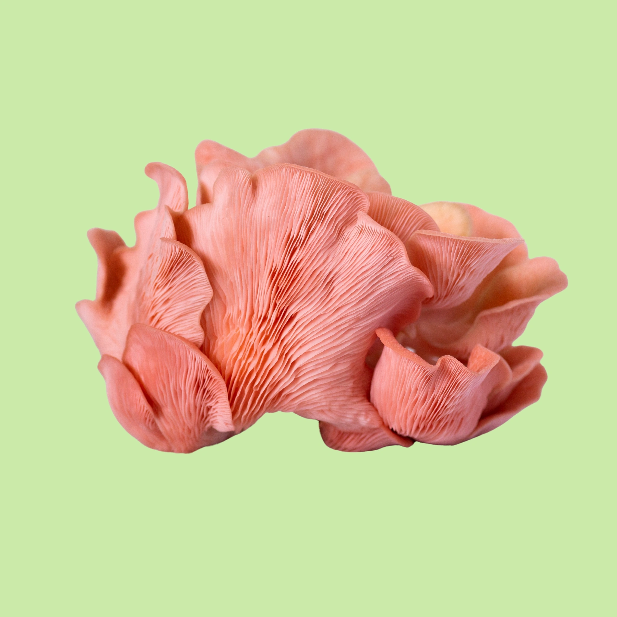 Mushrooms Pink Oyster - 200g
