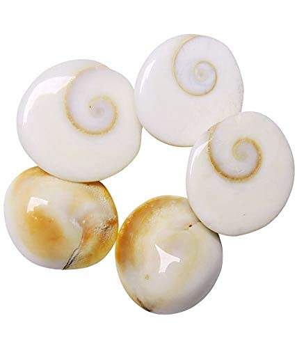Natural Real Gomti Chakra 11 Pcs