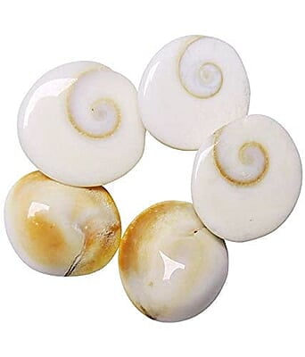 Natural Real Gomti Chakra 11 Pcs Natural Real Gomti Chakra 11 Pcs