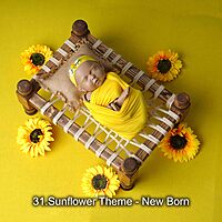 Studio Package (33 Themes)