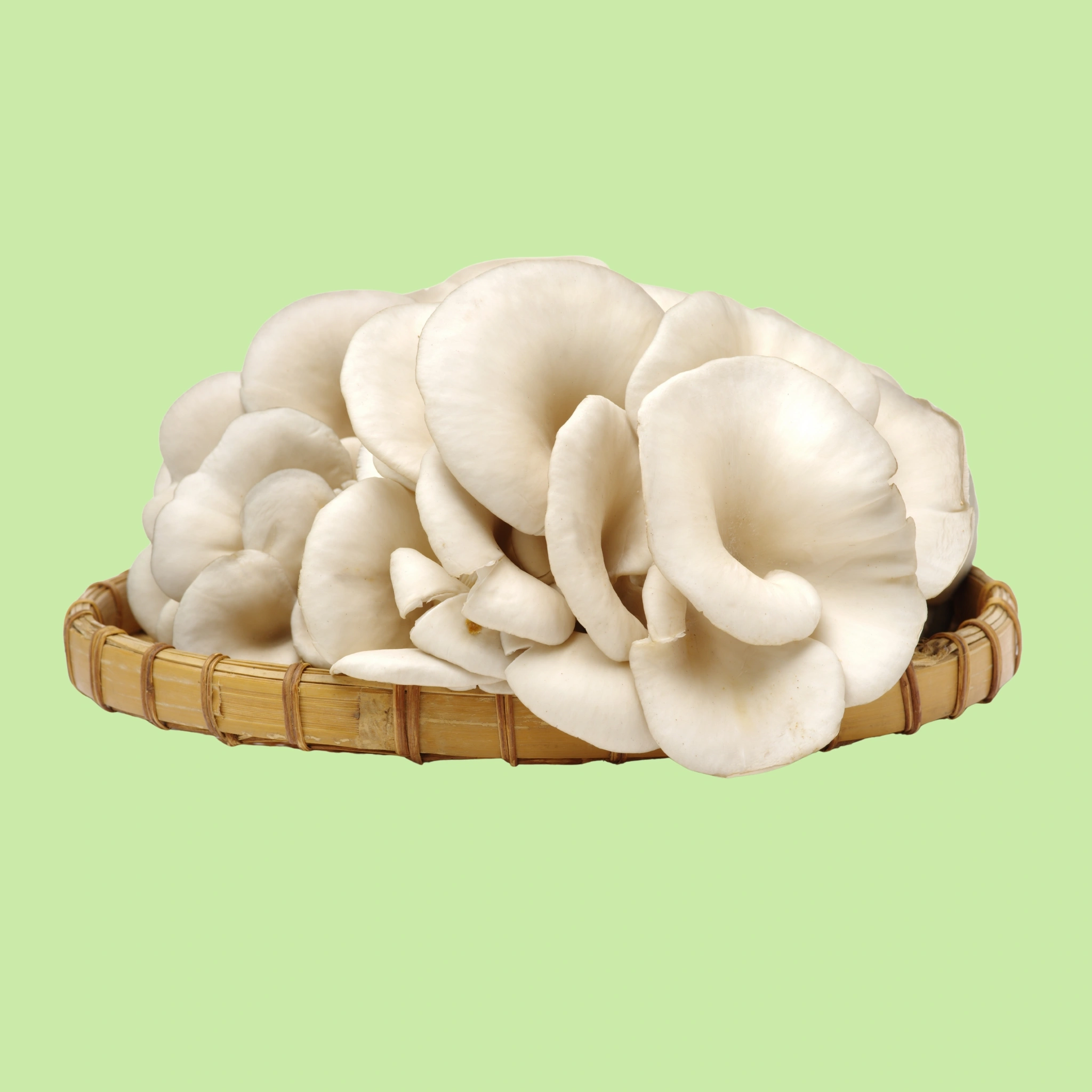Mushrooms White Oyster - 200g
