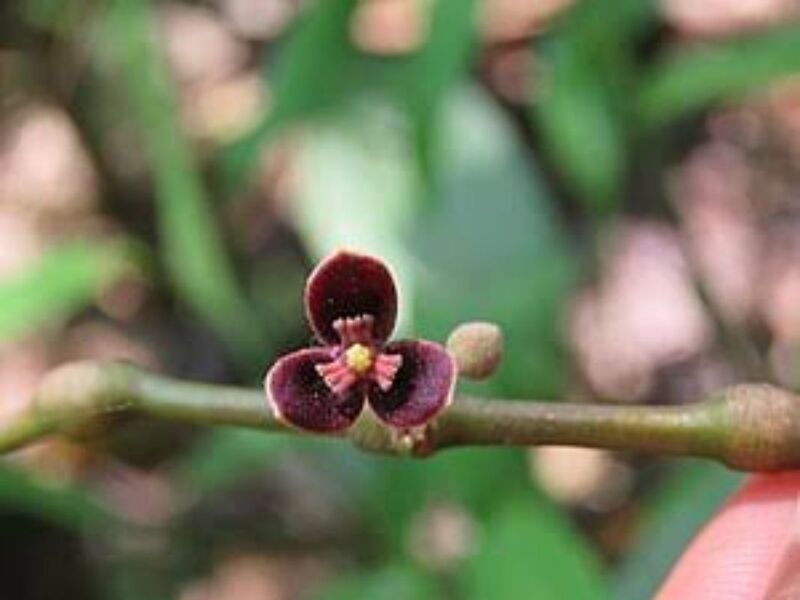 Chakrani Root - Thottea Siliquosa