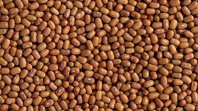 Premium Moth Beans- ಮಡಿಕೆ ಕಾಳು