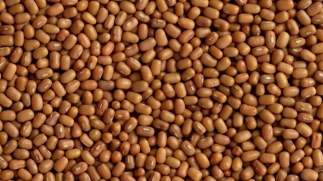 Premium Moth Beans- ಮಡಿಕೆ ಕಾಳು