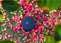 Magna Polly SUB Green Subwoofer